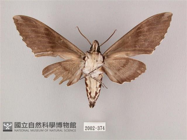 粗斜紋天蛾藏品圖，第2張