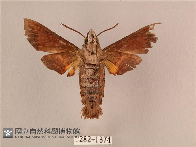 波斑長喙天蛾藏品圖，第2張
