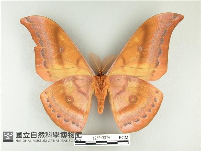 大透目天蠶蛾藏品圖，第2張