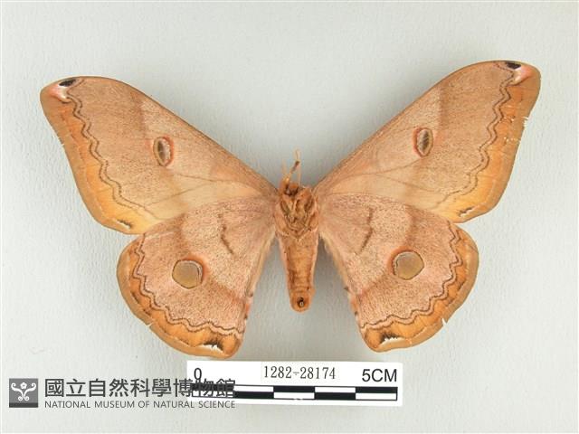 雙黑目天蠶蛾藏品圖，第2張