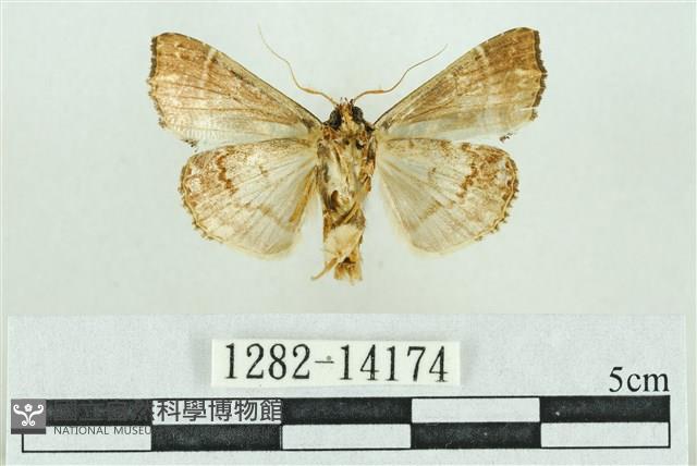 粉紅帶散紋夜蛾藏品圖，第2張