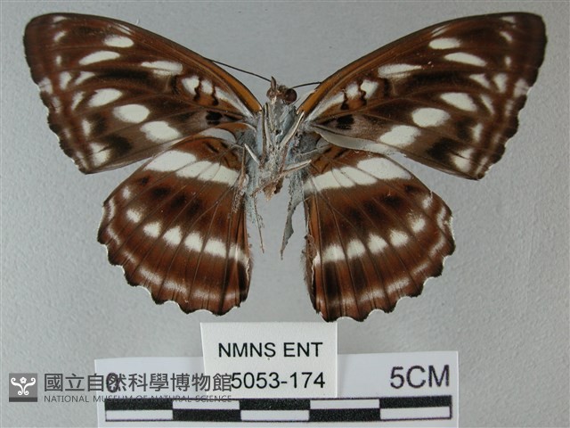 異紋帶蛺蝶藏品圖，第2張