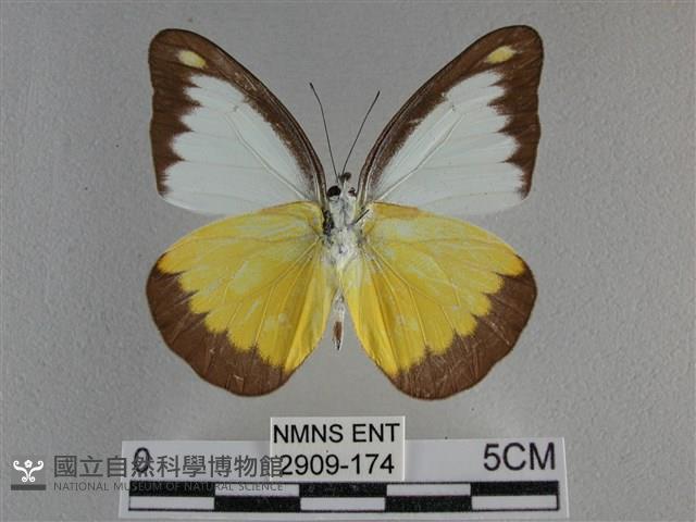 異色尖粉蝶藏品圖，第2張