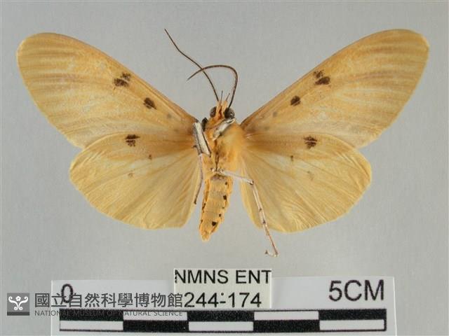 橙擬燈蛾藏品圖，第2張