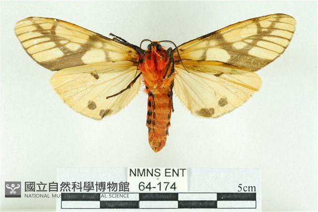 乳白斑燈蛾藏品圖，第2張