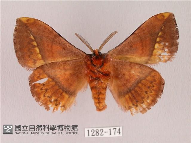 阿里山絨帶蛾藏品圖，第2張