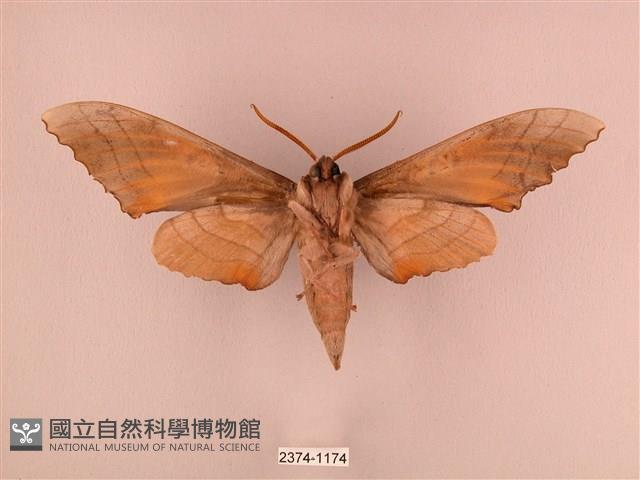 栗六點天蛾藏品圖，第2張