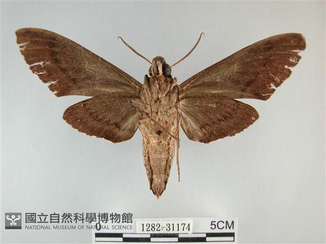 霜天蛾藏品圖，第2張