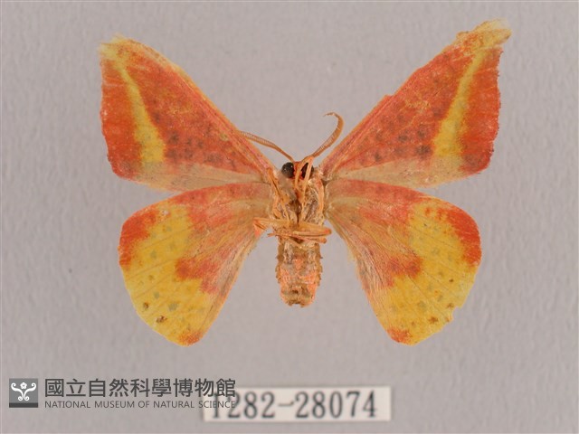 鉛斑帶鉤蛾藏品圖，第2張