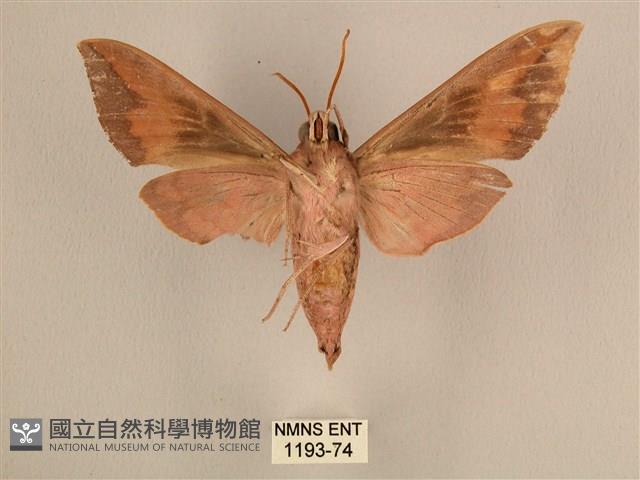 背中白天蛾藏品圖，第2張