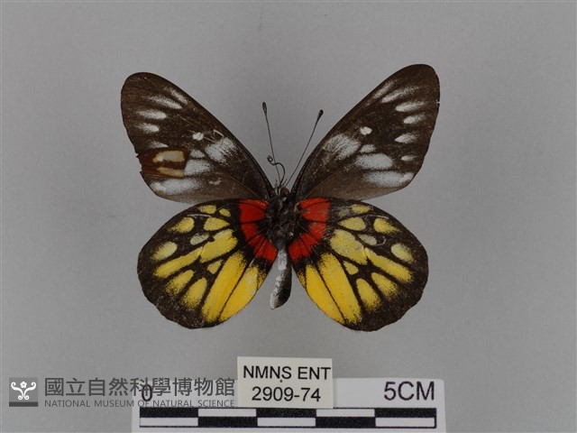 豔粉蝶藏品圖，第2張