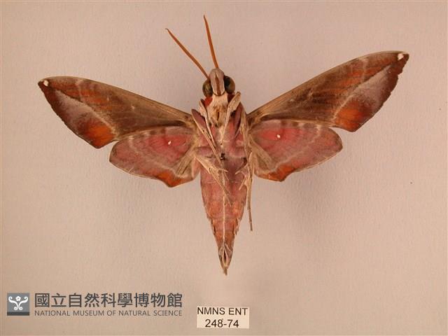 暗綠白腰天蛾藏品圖，第2張