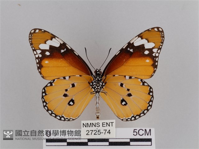 樺斑蝶藏品圖，第2張