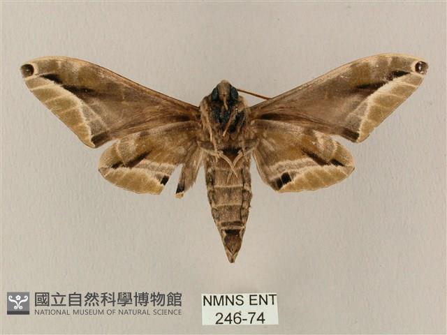 白點天蛾 藏品圖，第2張