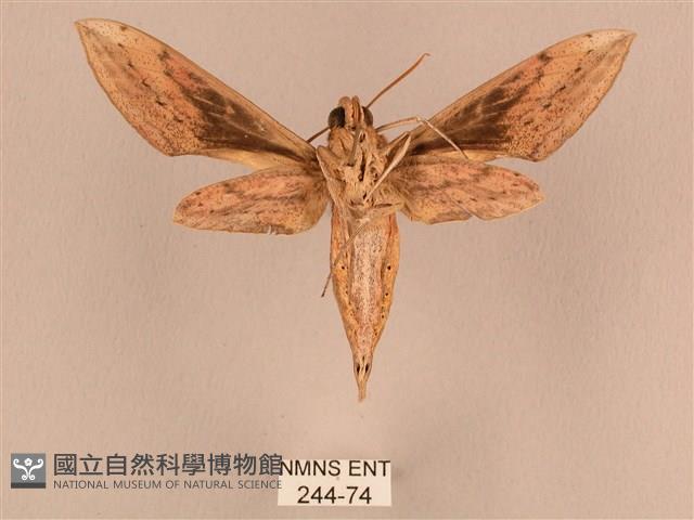 背線天蛾藏品圖，第2張