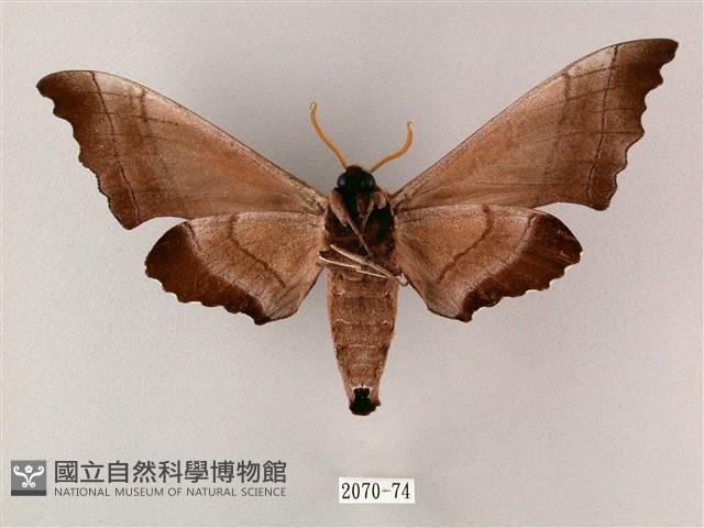 齒翅三線天蛾藏品圖，第2張