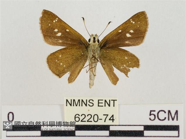 假禾弄蝶藏品圖，第2張