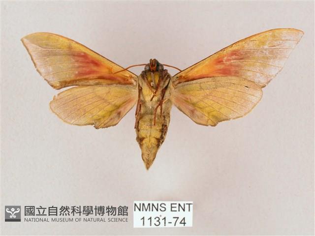 榆綠天蛾藏品圖，第2張