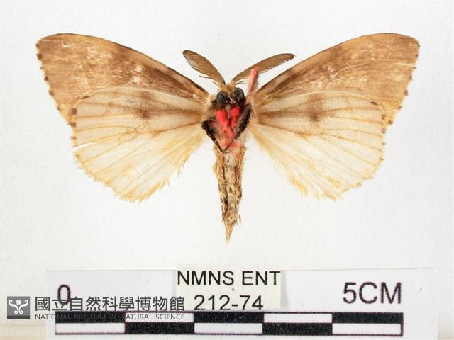 木毒蛾藏品圖，第2張