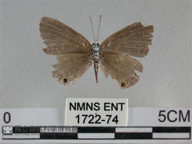 雅波灰蝶藏品圖，第2張