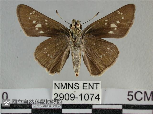 尖翅褐弄蝶藏品圖，第2張