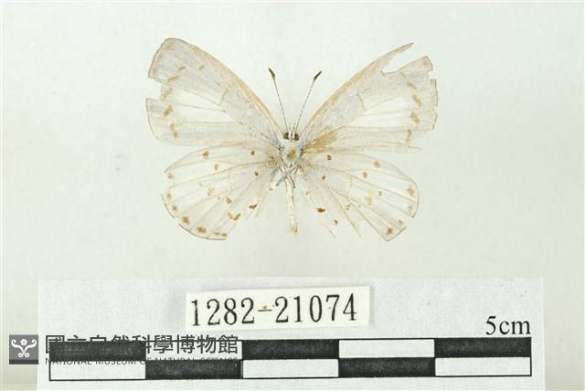白斑嫵琉灰蝶藏品圖，第2張