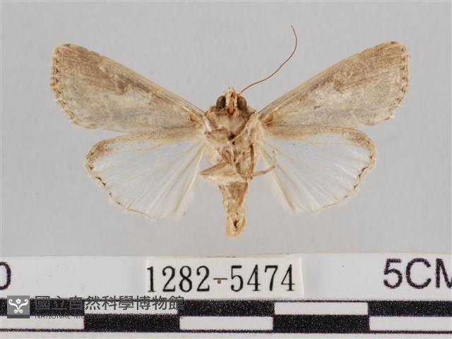 斜紋夜盜蛾藏品圖，第2張