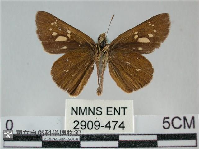 黃紋孔弄蝶藏品圖，第2張