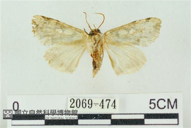 連珠波紋蛾藏品圖，第2張