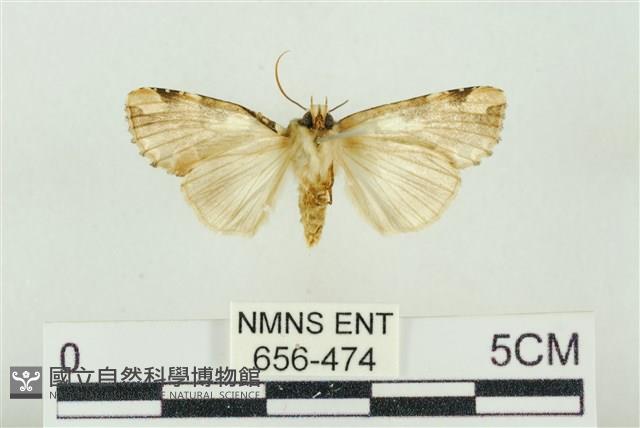 連珠波紋蛾藏品圖，第2張