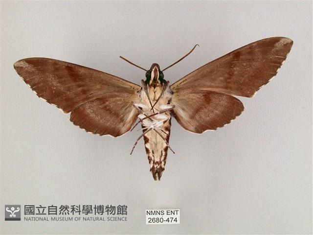 粗斜紋天蛾藏品圖，第2張