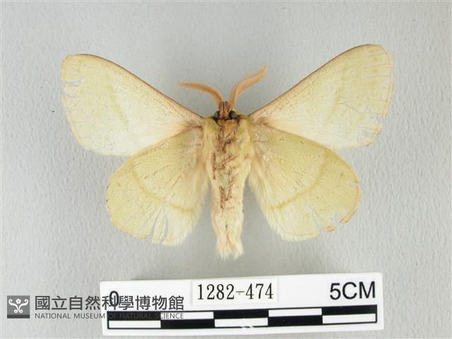 青枯葉蛾藏品圖，第2張