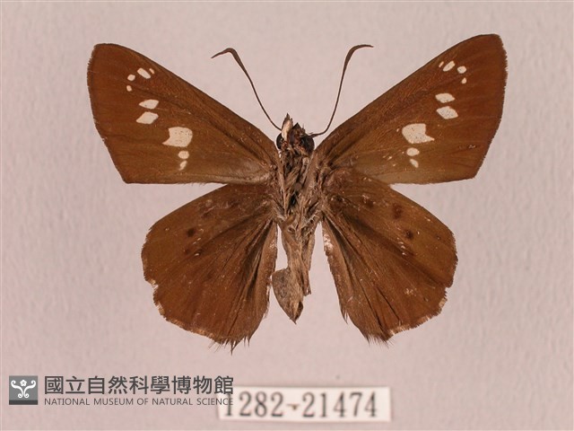 臺灣瑟弄蝶藏品圖，第2張