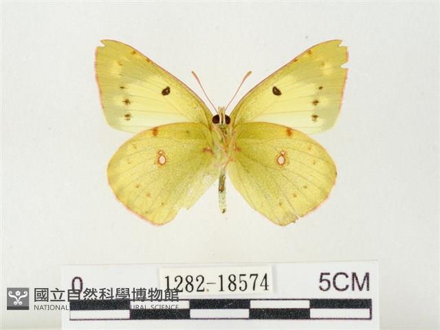 紋黃粉蝶藏品圖，第2張