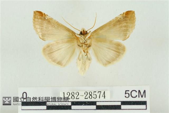 印華波紋蛾藏品圖，第2張