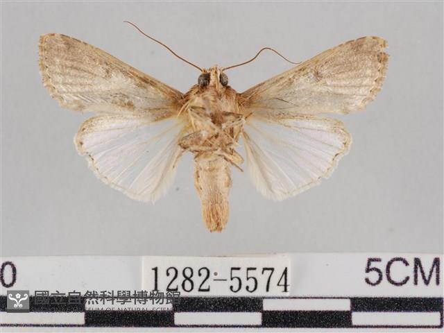 斜紋夜盜蛾藏品圖，第2張