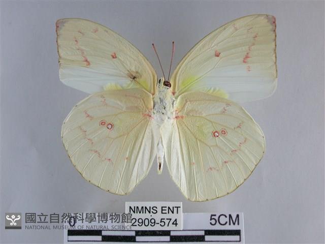 遷粉蝶、淡黃蝶藏品圖，第2張