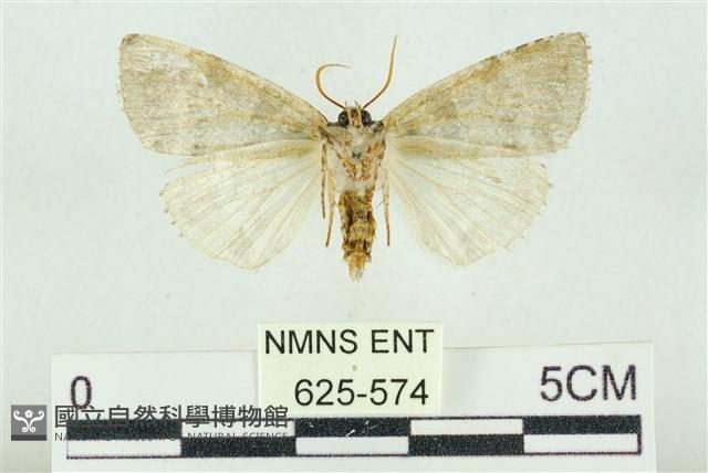 臺灣銀斑異波紋蛾藏品圖，第2張