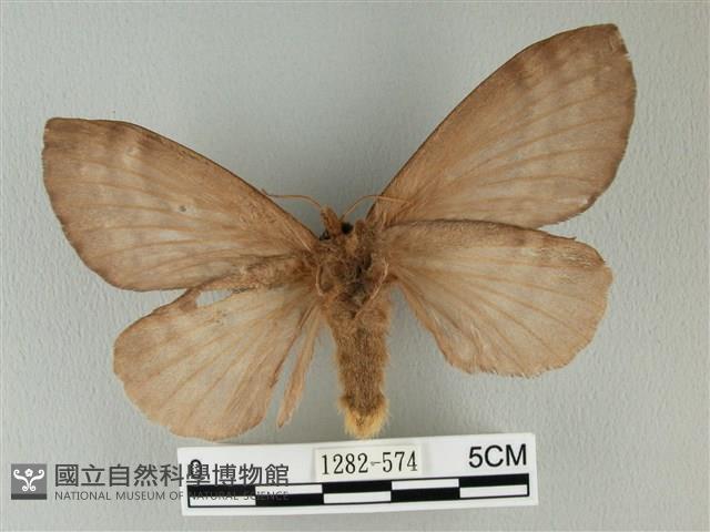 波紋枯葉蛾藏品圖，第2張