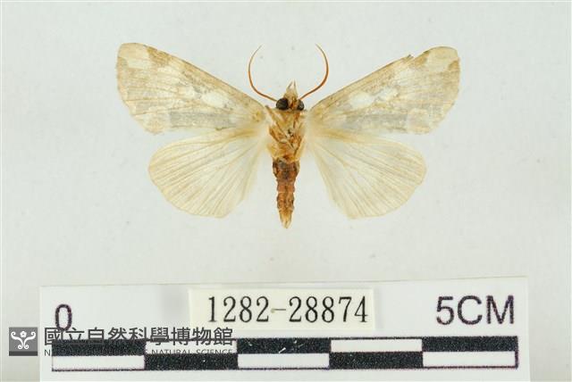 連珠波紋蛾藏品圖，第2張