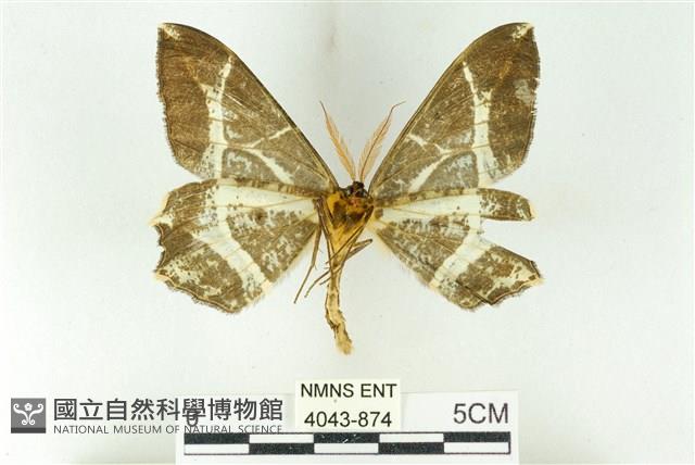 樹形尺蛾藏品圖，第2張