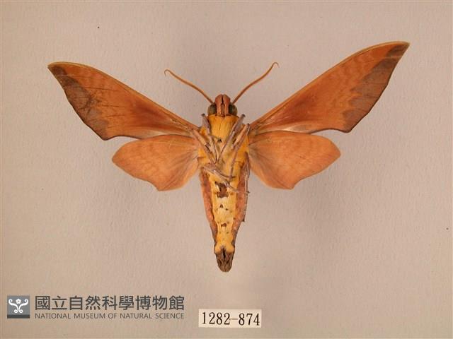 赭色斜帶天蛾藏品圖，第2張