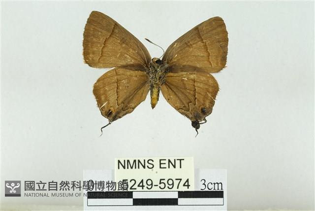 霓彩燕灰蝶藏品圖，第2張