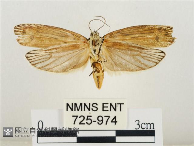 線紋篩蛾藏品圖，第2張