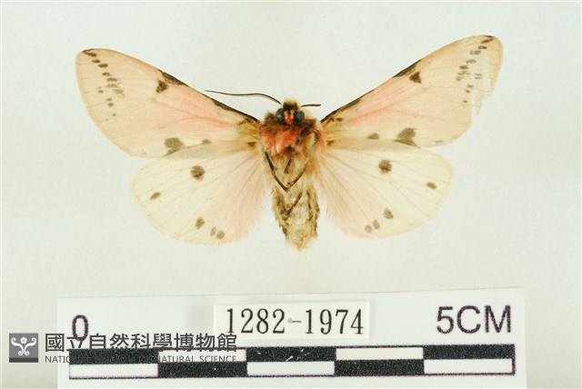 棍棒污燈蛾藏品圖，第2張