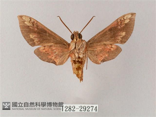 蒙古白肩天蛾藏品圖，第2張