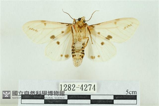 菊池污燈蛾藏品圖，第2張