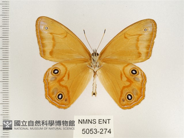 孿斑黛眼蝶藏品圖，第2張