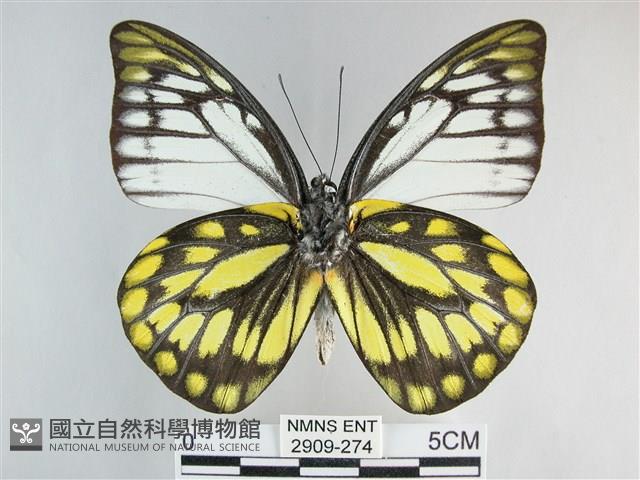 鋸粉蝶藏品圖，第2張