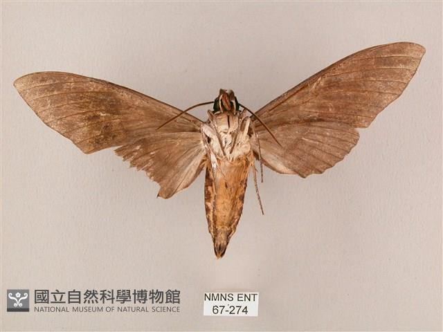 粗斜紋天蛾藏品圖，第2張